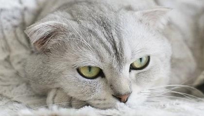 米神这球漂亮!米特里策左侧任意球直接破门,技惊四座梅开二度