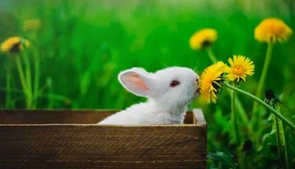 华体会APP：让体育热爱触手可及